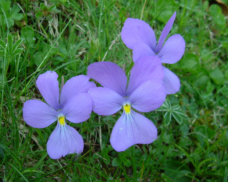 Viola calcarata